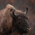 Annual bison count in the Białowieża Forest.  Their number is growing