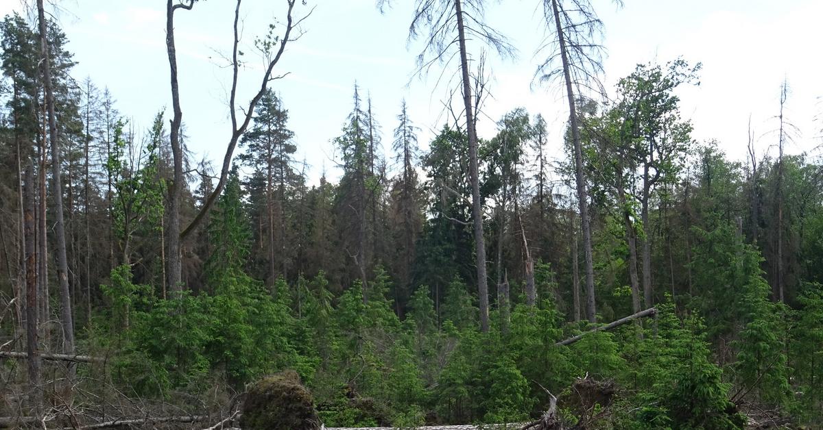 MKiŚ focuses on the protection of naturally valuable and socially important forests
