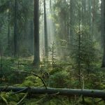 The entire Białowieża Forest a national park?  Senator Gawłowski: There is a draft of such a bill