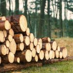 Wood industry: Banks are afraid that companies will lose access to raw materials