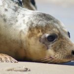 Gray seal hunting too intense.  Planned destruction of a species?