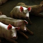 Collapse in Polish pig farming.  We have become an importer from an exporter