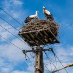 Energa hosts Polish white storks.  Every fourth stork family lives on the company's power poles